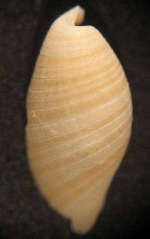 Scaphander lignarius juv.